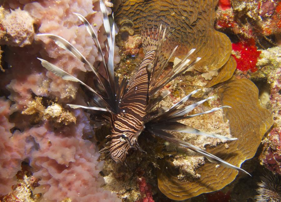 Lionfish Cancun