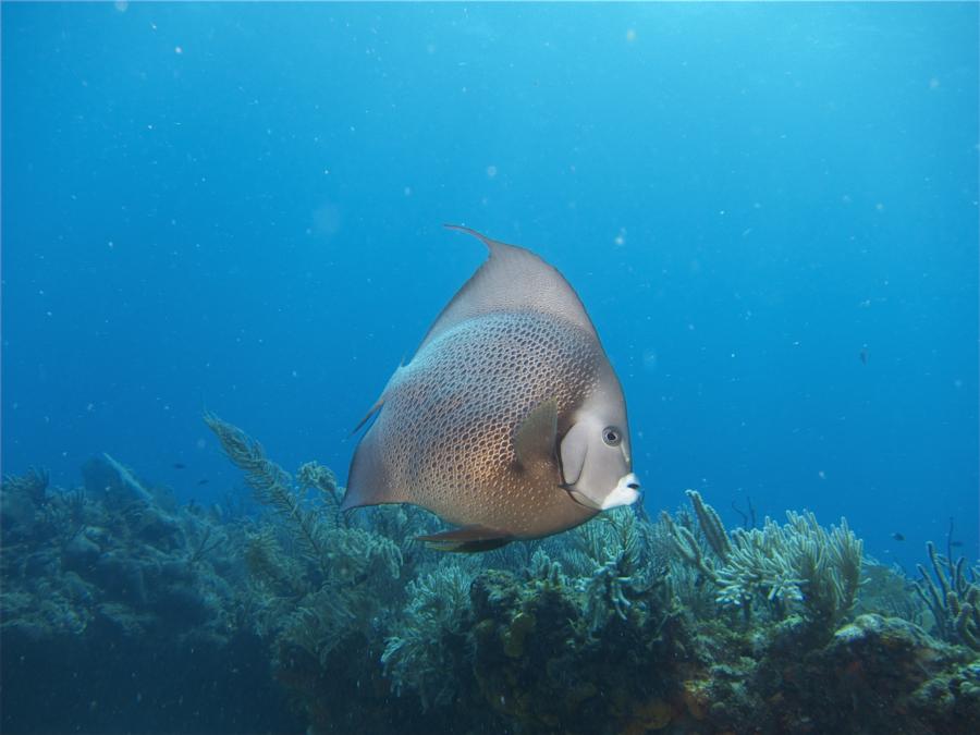 Queen Angel Fish Cancun