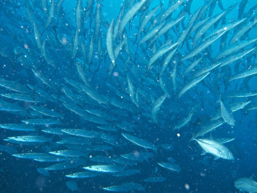 Baracuda school in Fiji