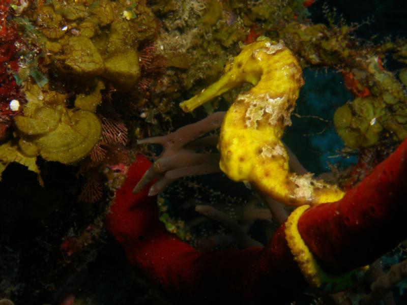 yellow sea horse