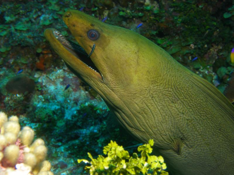 yellow sea horse