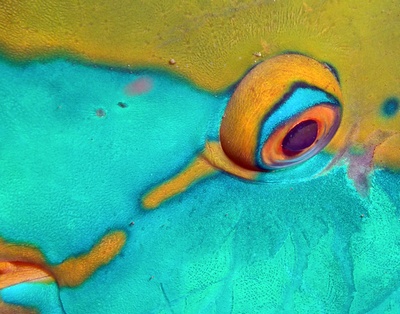 Parrotfish Up Close