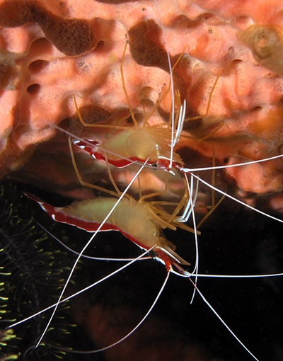 Cleaner Shrimp