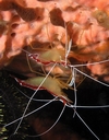 Cleaner Shrimp