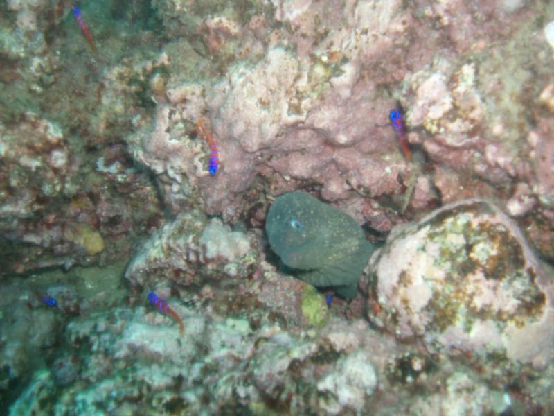 My First Moray Eel Encounter...with little fish friends.