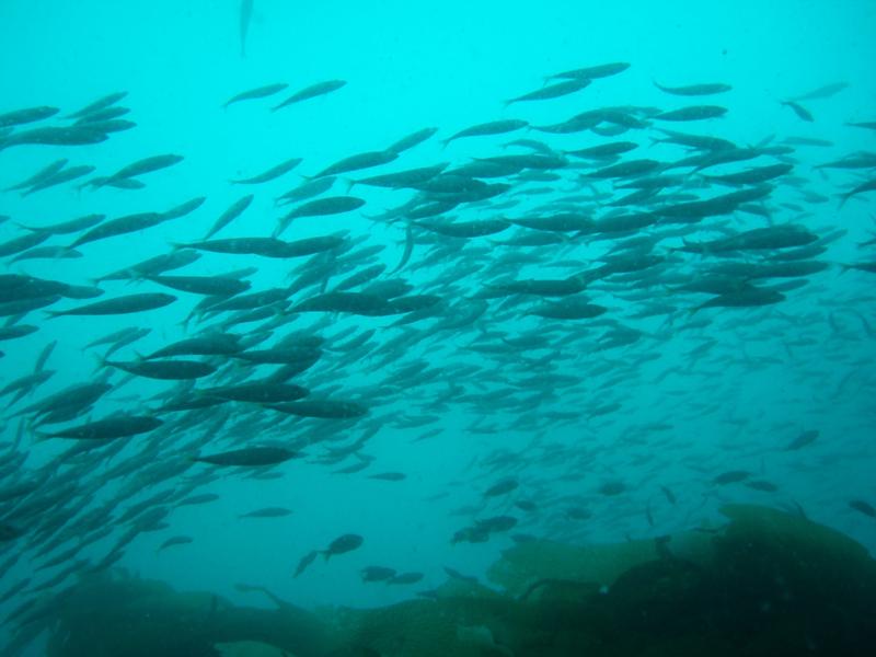 A Catalina school of fish...vis around 40 ft.