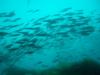 A Catalina school of fish...vis around 40 ft.