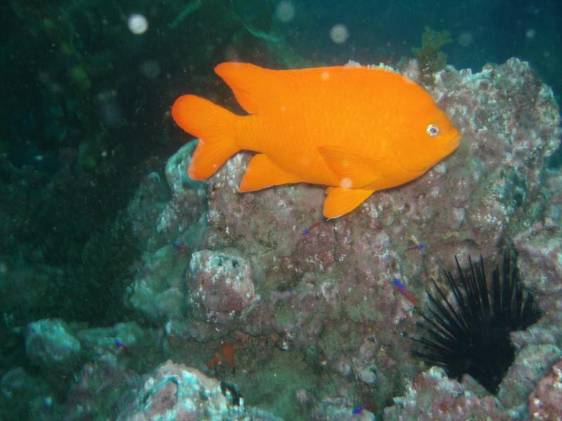 The CA state fish...Garabaldi...friendly and curious...vis around 40 ft.