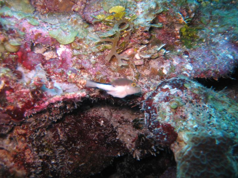 Puffer