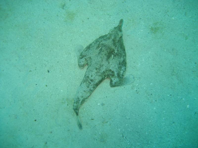 Bat Fish