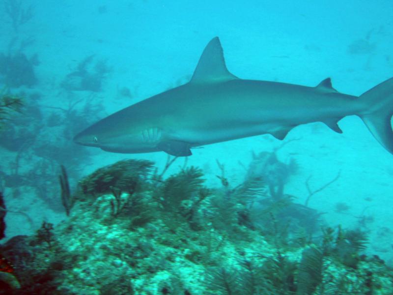 reef shark!