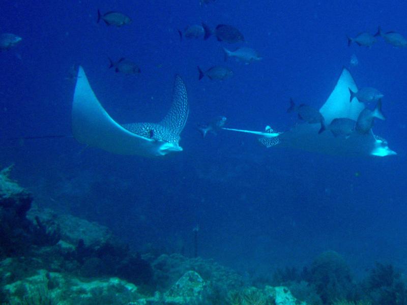 spotted eagle rays