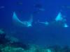 spotted eagle rays