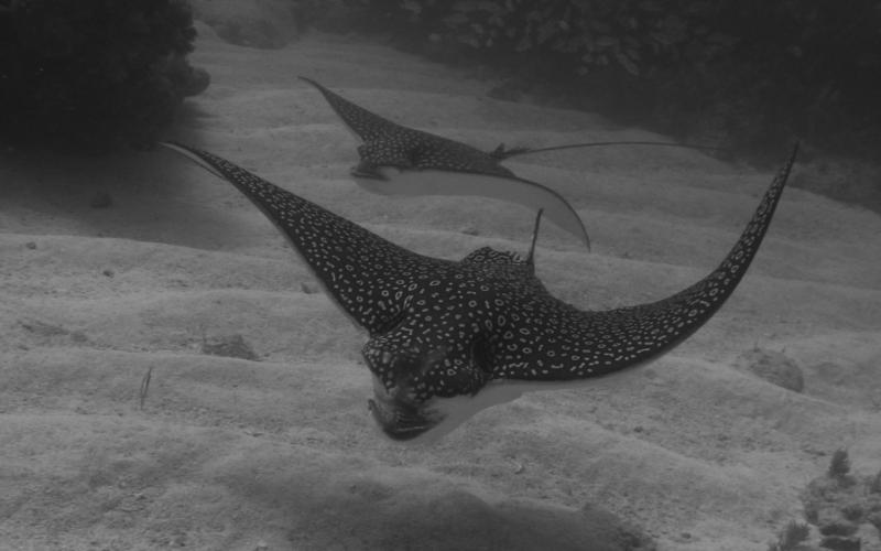 spotted eagle rays