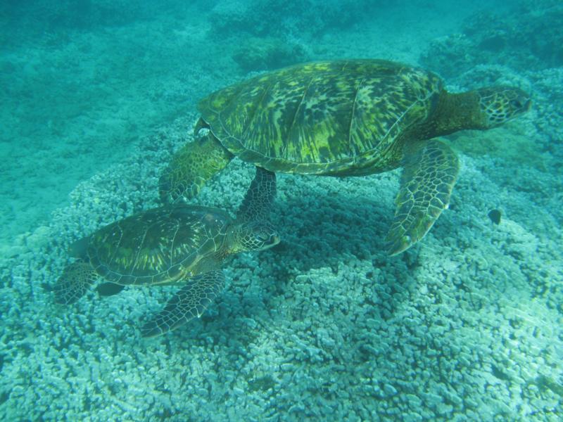 turtles in kauai