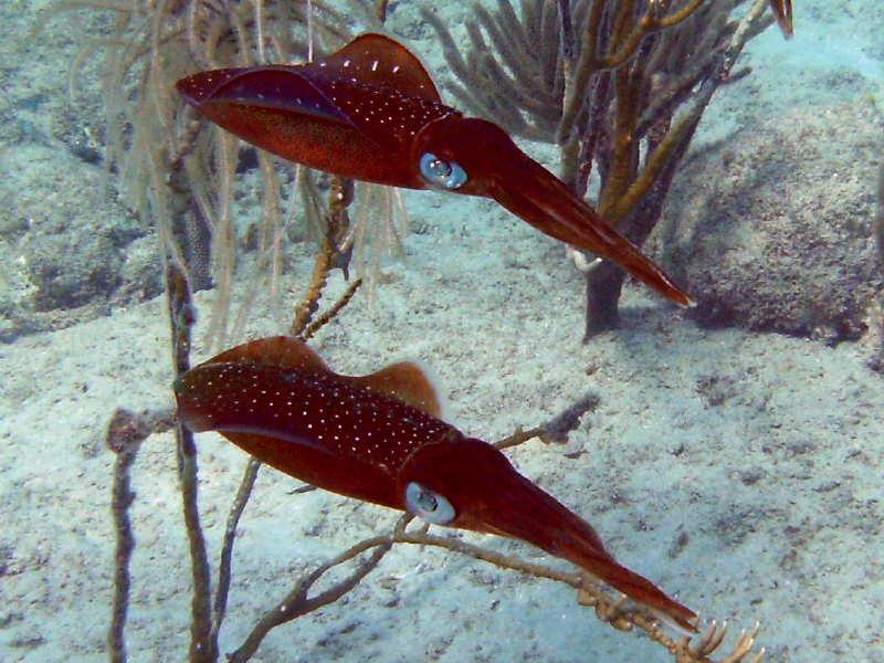 reef squid