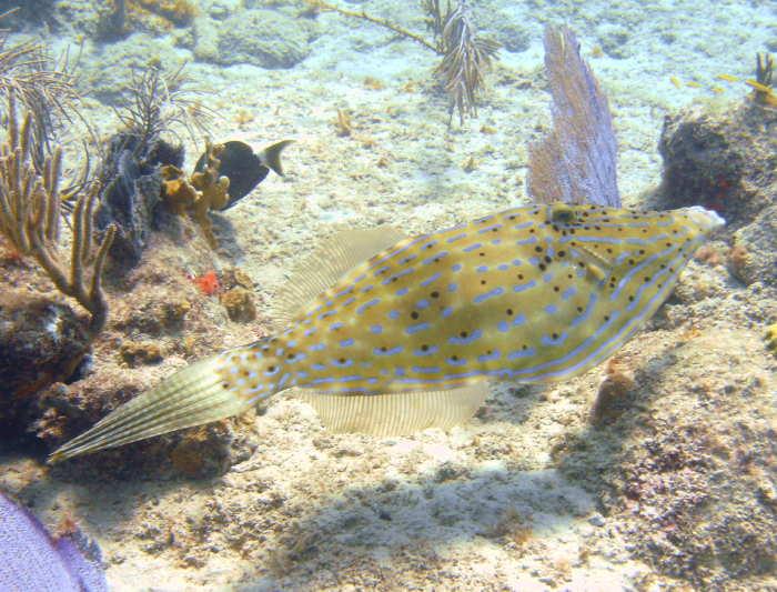 Scrawled Filefish