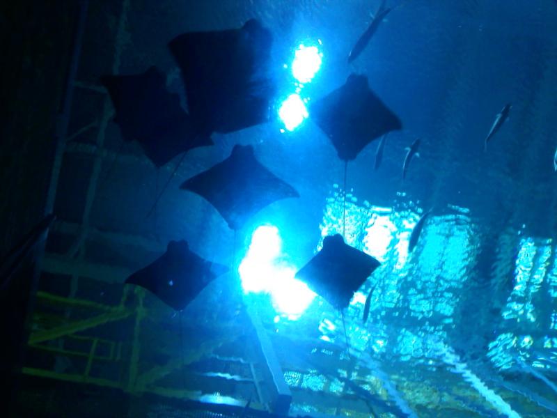 diving in the georgia aquarium 