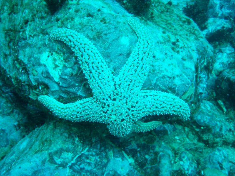 Sea Star