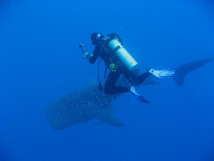 Me and my whale shark