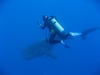 Me and my whale shark