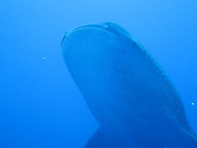 whale shark above