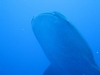 whale shark above
