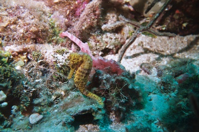 Seahorse in Roatan