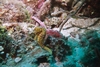 Seahorse in Roatan