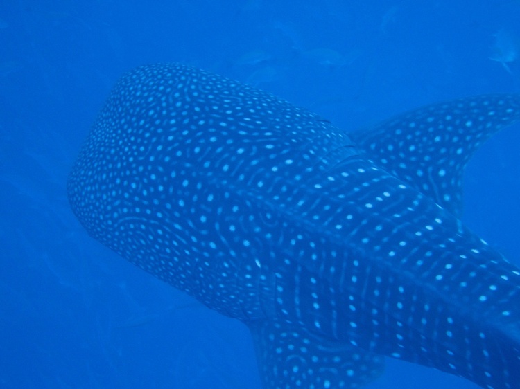 whale shark below