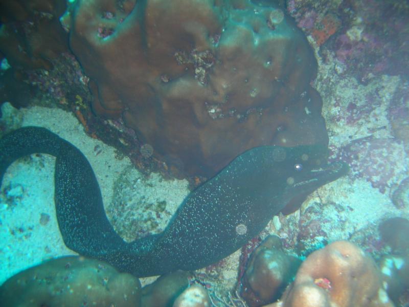 Green Spotted Eel