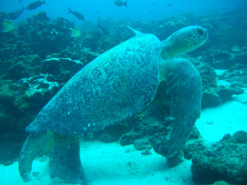 Sea turtle