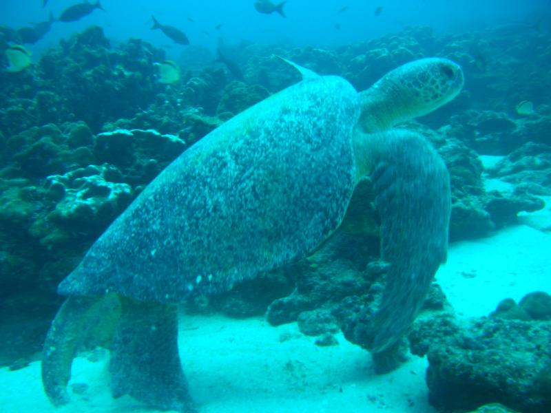 Sea turtle