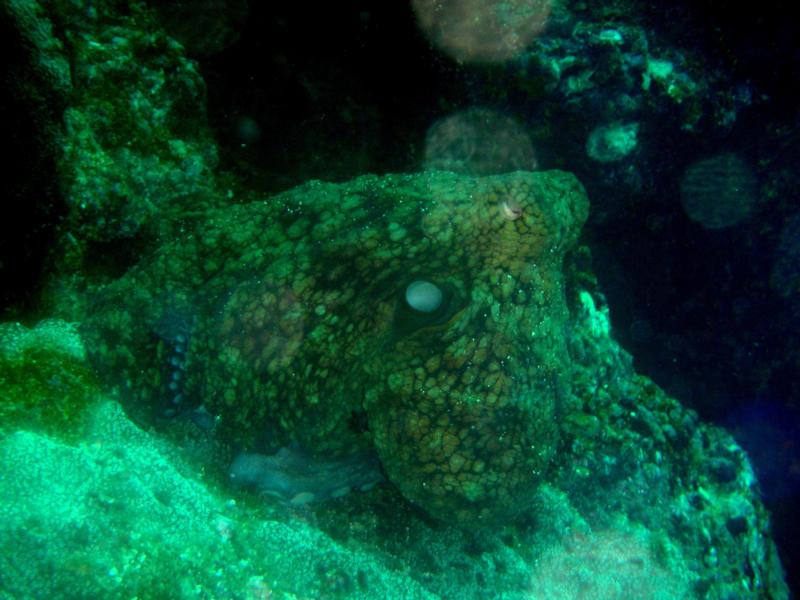 Octopus