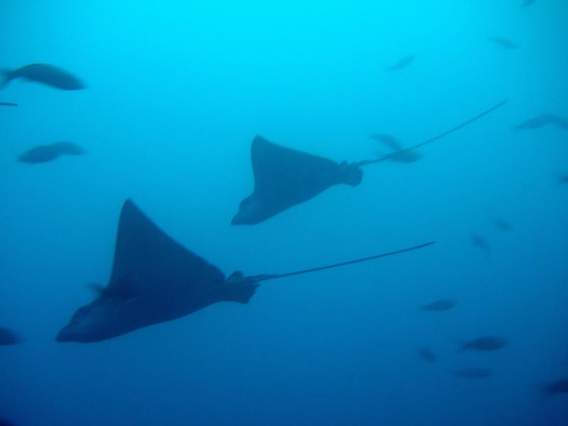 Spotted Eagle Rays