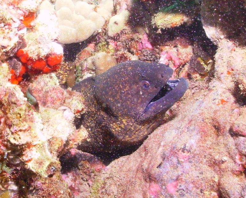 Moray Eel, Maui