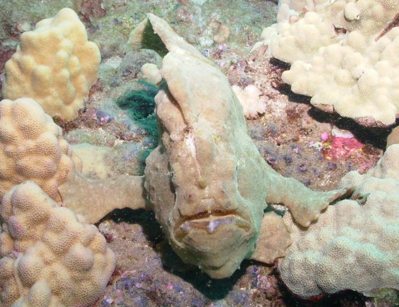 Female Frogfish