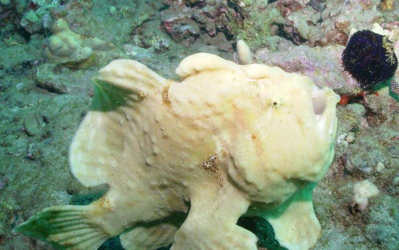 Male Frogfish