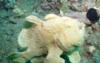 Male Frogfish