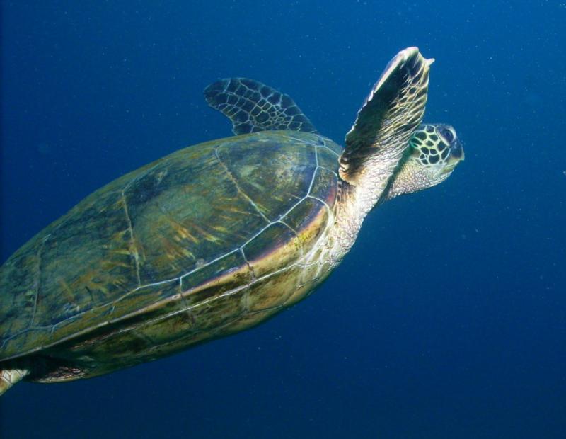 Green Sea Turtle