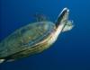 Green Sea Turtle