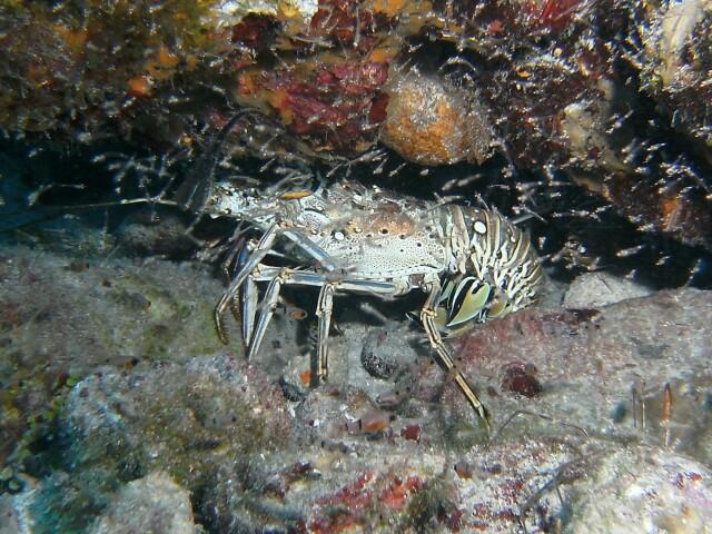 Spiny Lobster cozumel