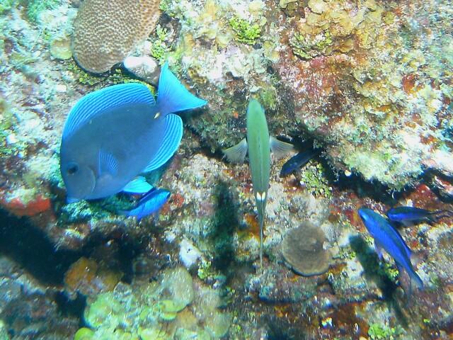 Blue Tang Cozumel