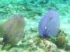 Sea Fan Cozumel