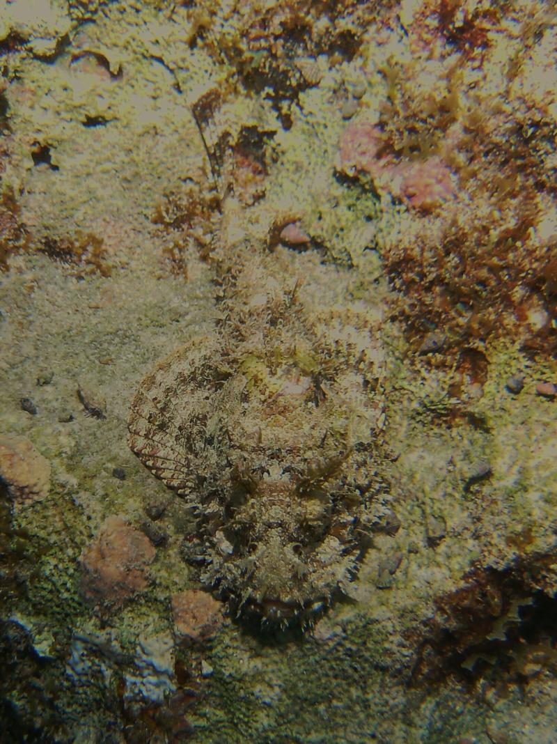 Scorpion Fish Cozumel