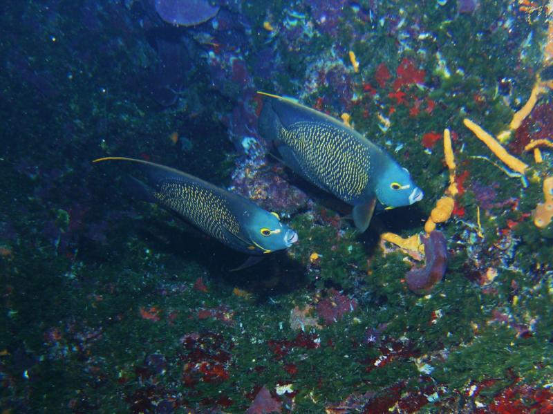 Angel Fish Cozumel