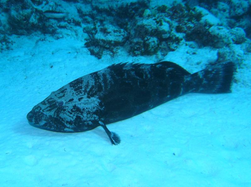 Grouper Cozumel