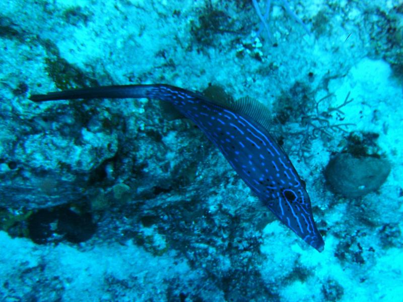 Filefish Cozumel 