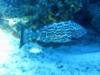 Grouper Cozumel