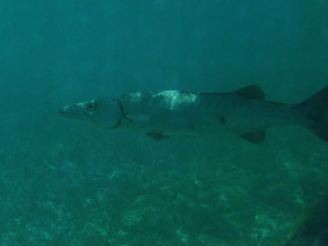 Barracuda Cozumel